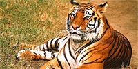 indian tiger