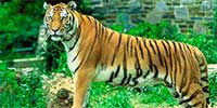 tigers in sariska