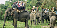 elephant safari in india